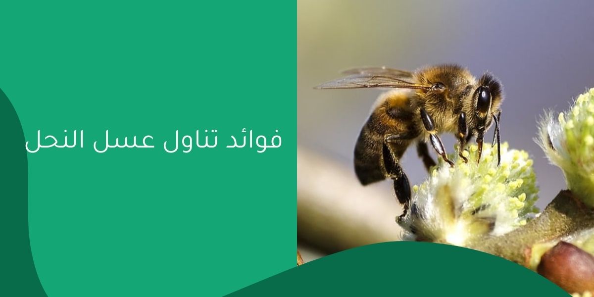 فوائد تناول عسل النحل