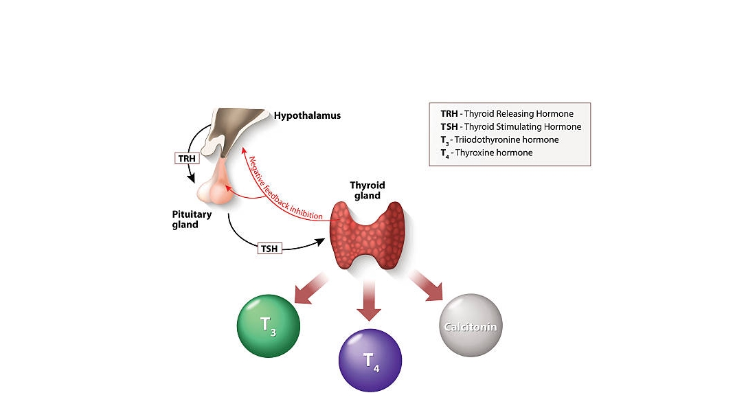 هرمونات الغدة الدرقية: T4 -T3- و TSH، وتاثيرها على الجسم