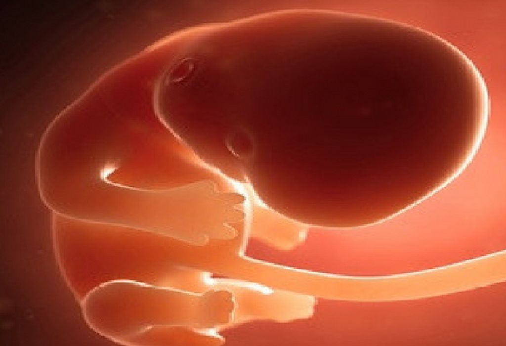 شكل الجنين في الشهرالثاني من الحمل